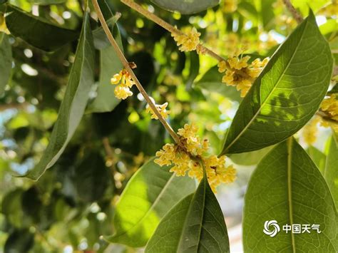 桂林桂花|桂林符号 